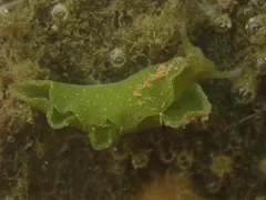 Eastern Emerald Elysia thumbnail 1