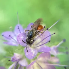 Oval-headed Sweat Bee thumbnail 2