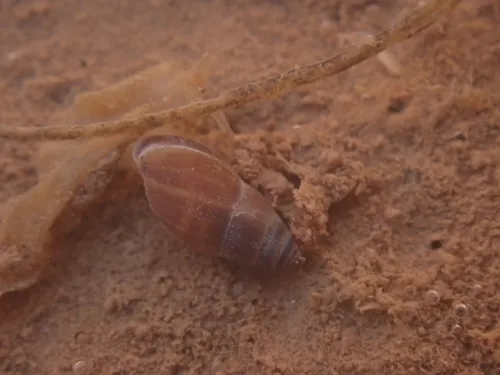 Mouse-eared Snail
