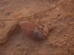 Mouse-eared Snail thumbnail 1