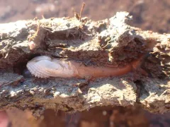 Atlantic Mud-piddock thumbnail 2