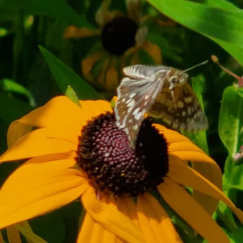 Common Checkered-Skipper