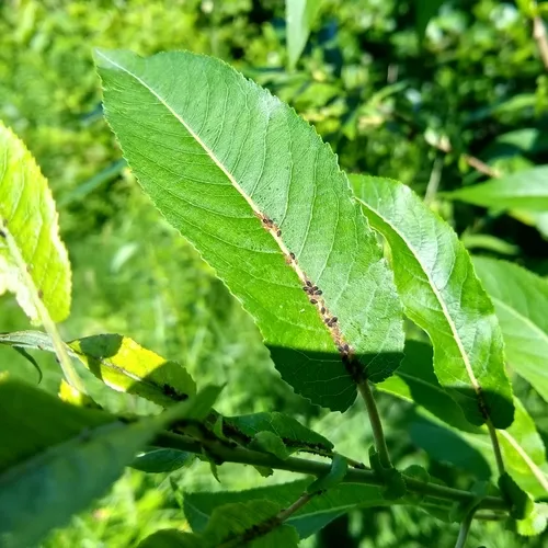 heart-leaved willow