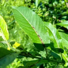 heart-leaved willow thumbnail 1
