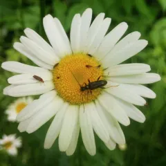 Dented Long-horned Beetle thumbnail 4