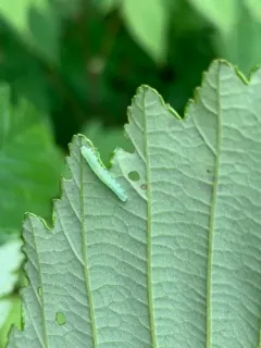 Green Alder Sawfly thumbnail 2