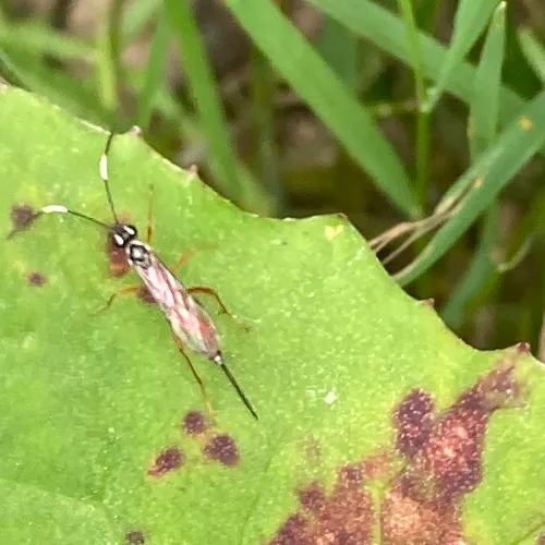 Mesostenus thoracicus