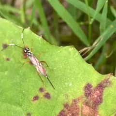 Mesostenus thoracicus thumbnail 1