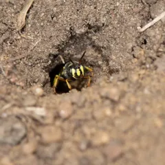 Eastern Ant-Queen Kidnapper thumbnail 1