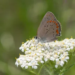 Coral Hairstreak thumbnail 3