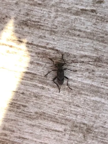 Eutrichillus biguttatus