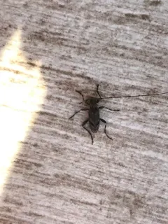 Eutrichillus biguttatus thumbnail 1