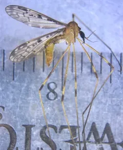 Metalimnobia fallax thumbnail 2
