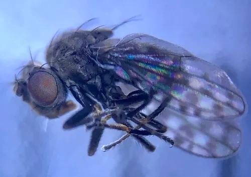 Ilythea spilota