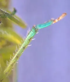 Honeylocust Leafhopper thumbnail 4