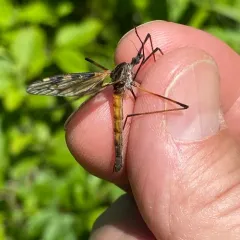 Eutonia alleni thumbnail 4