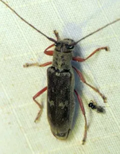 Hickory Saperda thumbnail 2