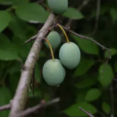 American plum thumbnail 2