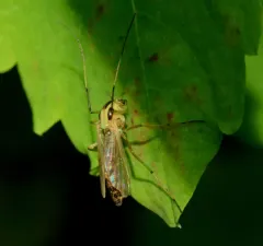 Chironomus atroviridis thumbnail 2