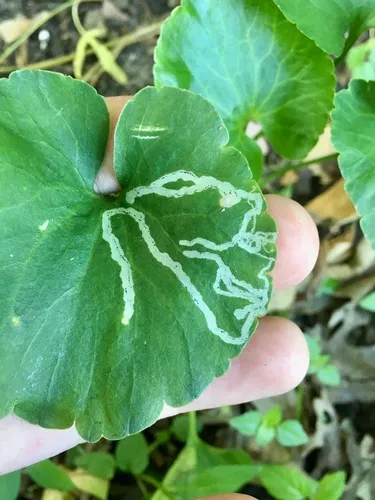 Phytomyza ranunculi