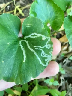 Phytomyza ranunculi thumbnail 1