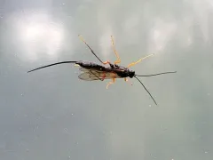 Coleocentrus pettiti thumbnail 3
