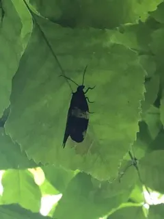 Banded Dark Fishfly thumbnail 1