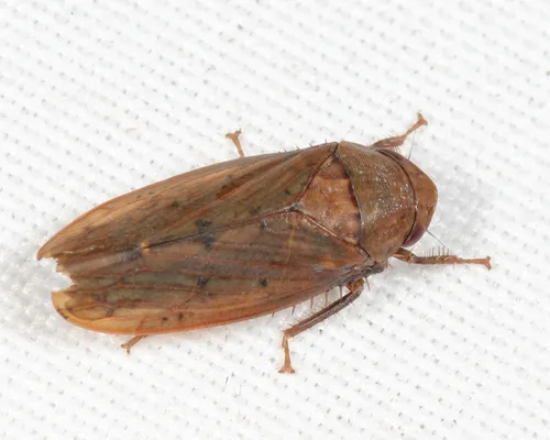 Ponana aenea