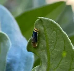 Colladonus reductus thumbnail 4