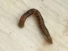Fish Leech thumbnail 2