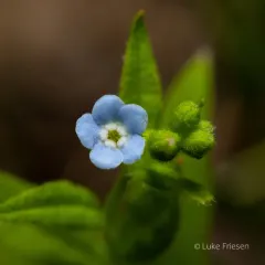 Northern Stickseed thumbnail 2