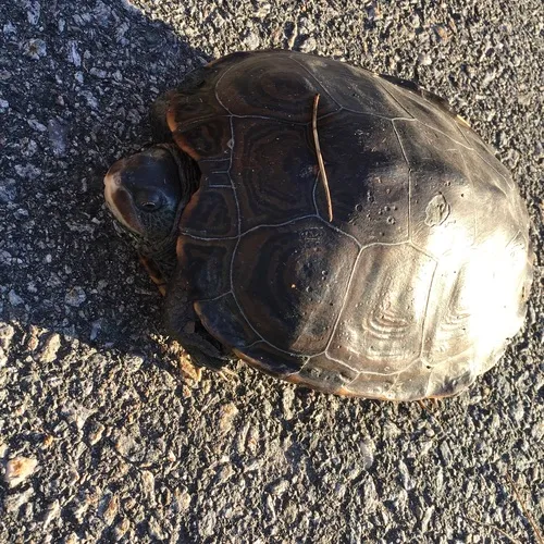 Diamondback Terrapin