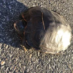 Diamondback Terrapin thumbnail 1