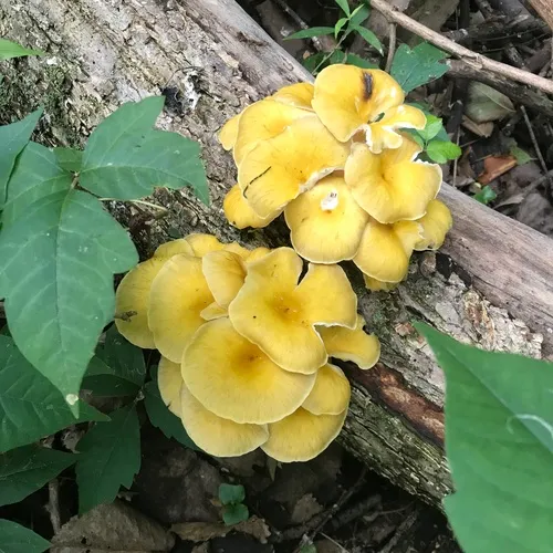 Golden Oyster Mushroom