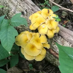Golden Oyster Mushroom thumbnail 1