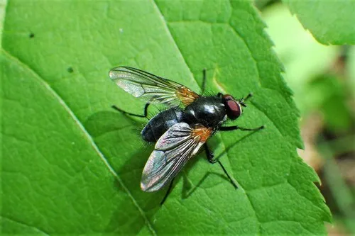 Thricops rufisquamus
