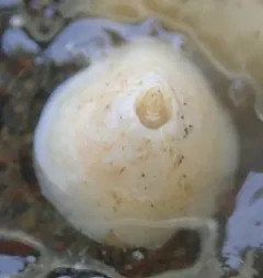 Solidobalanus engbergi thumbnail 1