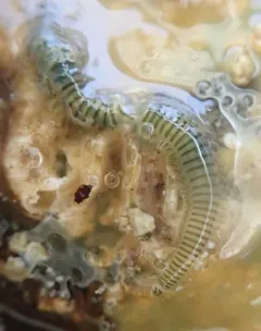 Eumida longicornuta thumbnail 2