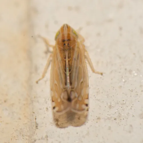 Cosmotettix bilineatus