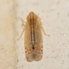 Cosmotettix bilineatus thumbnail 1