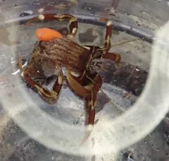 Liriopsis pygmaea thumbnail 2