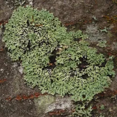 Tree Flute Lichen thumbnail 2