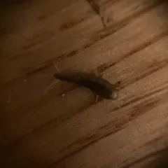 Common Silverfish thumbnail 4