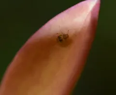 Crescent-marked Lily Aphid thumbnail 2