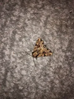 Ignorant Apamea Moth thumbnail 4