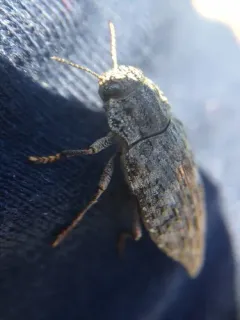 Dicerca crassicollis thumbnail 2