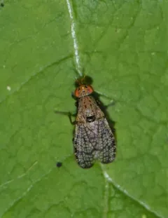 Euthycera flavescens thumbnail 3