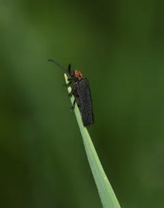 Lopheros crenatus thumbnail 2
