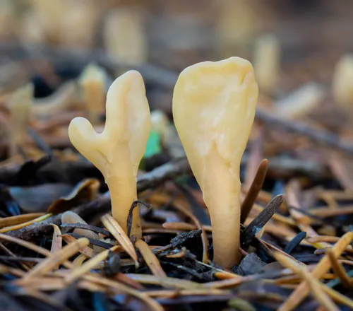 Spathularia neesii