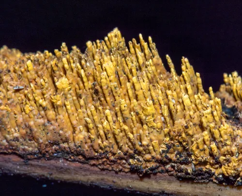 Pirex concentricus